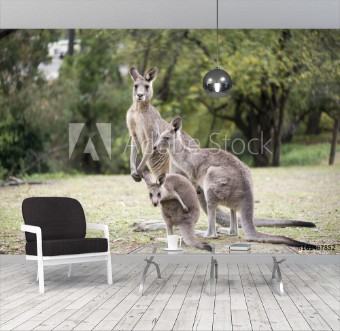Picture of Kangaroo family